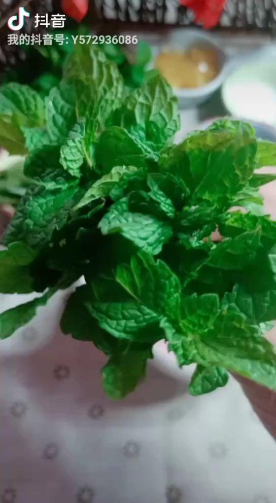 艾草薄荷膏