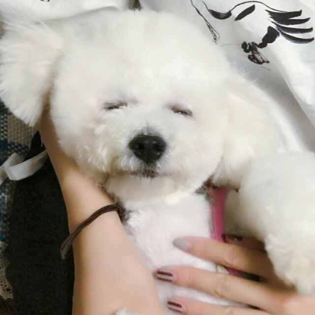 臭屁波妞