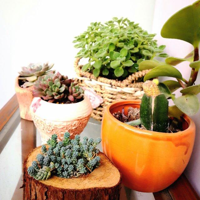 歌手里的蛋糕师