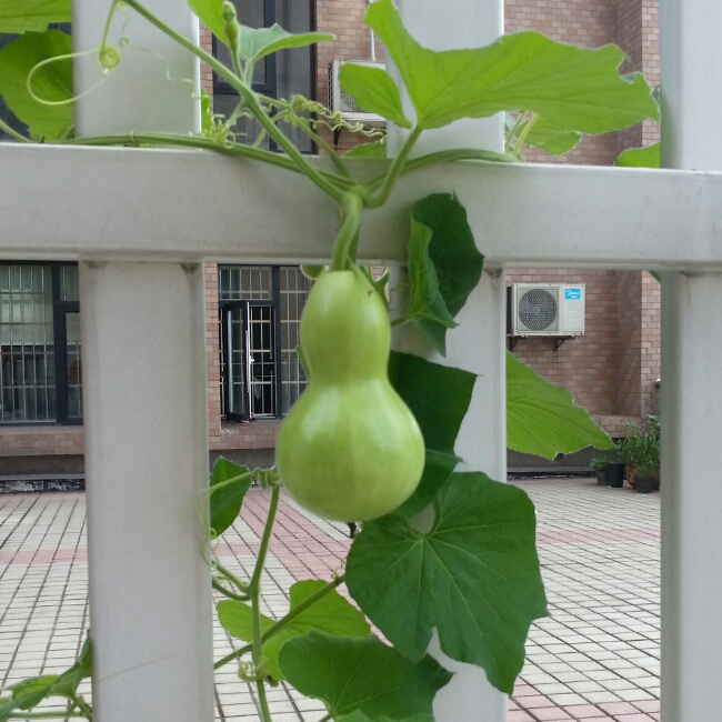 冰镇青柠檬