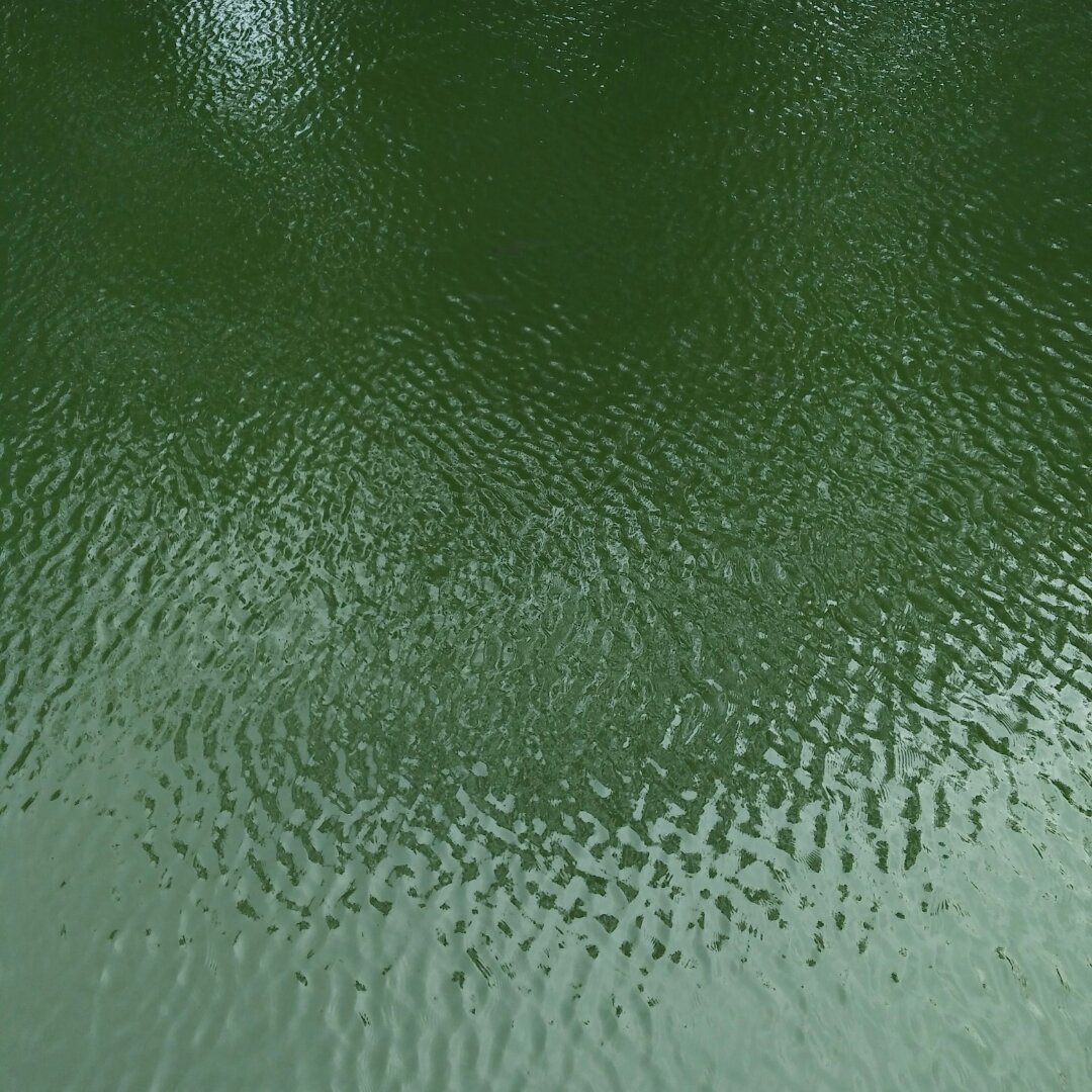 山核桃000