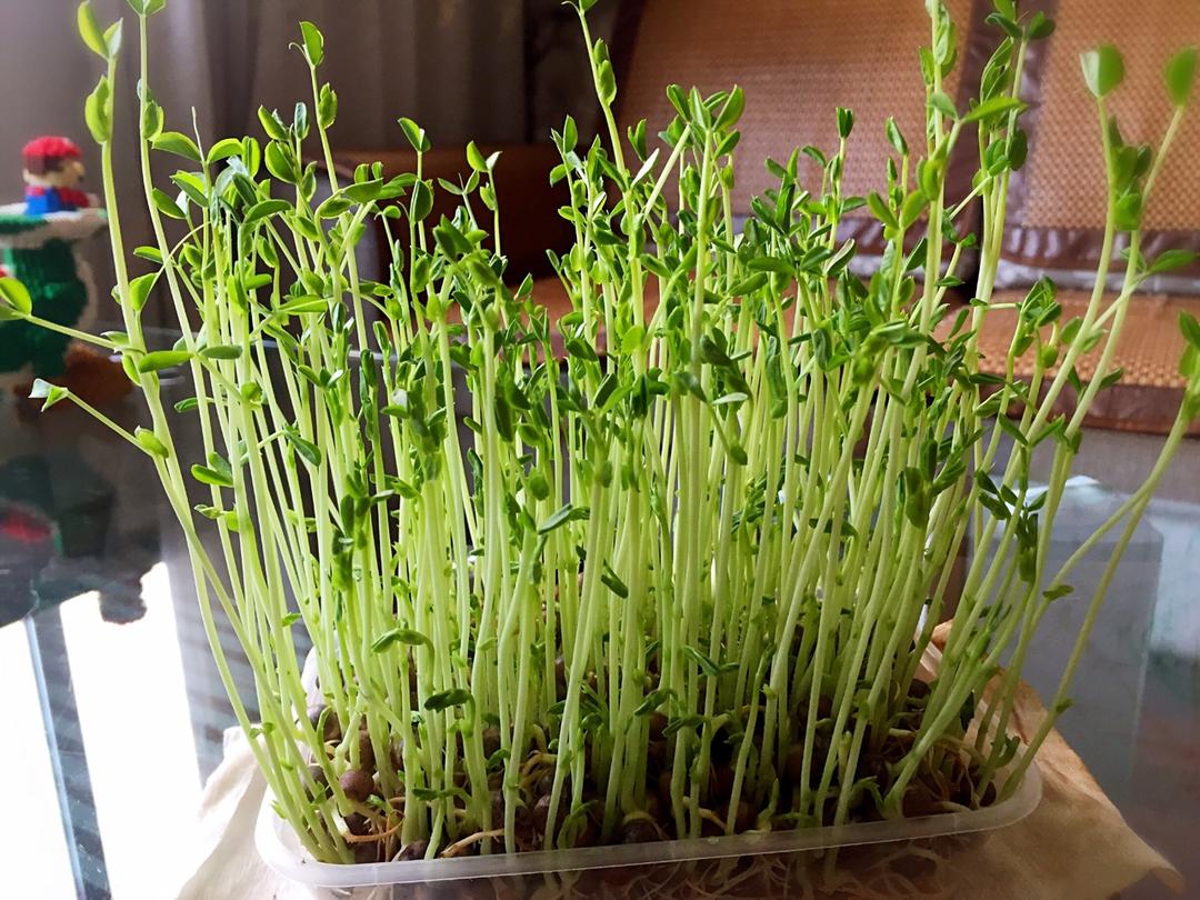 【水培芽苗菜图片】maomao熊罗曼史_下厨房