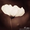 Miracle_fy8t