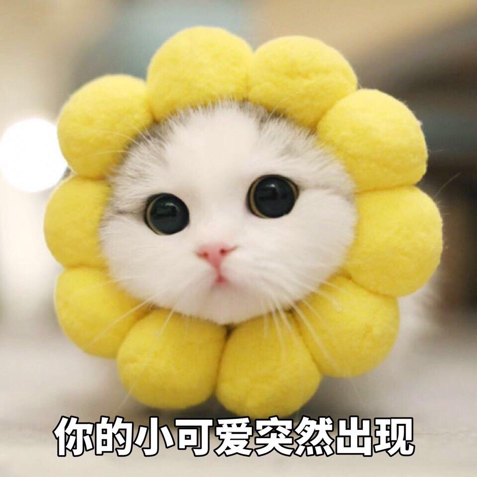 妮大厨