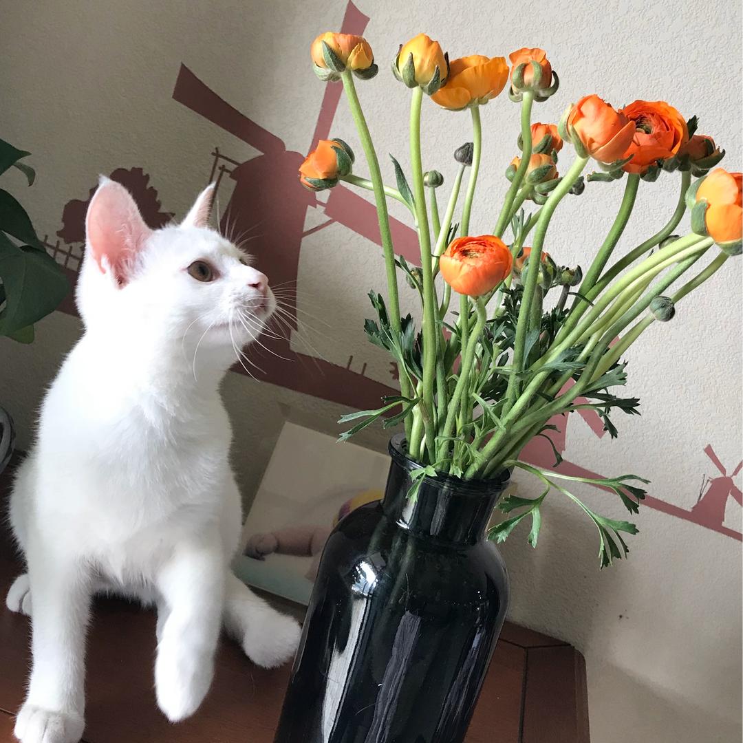 我家有只小白猫