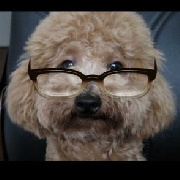 小佼儿