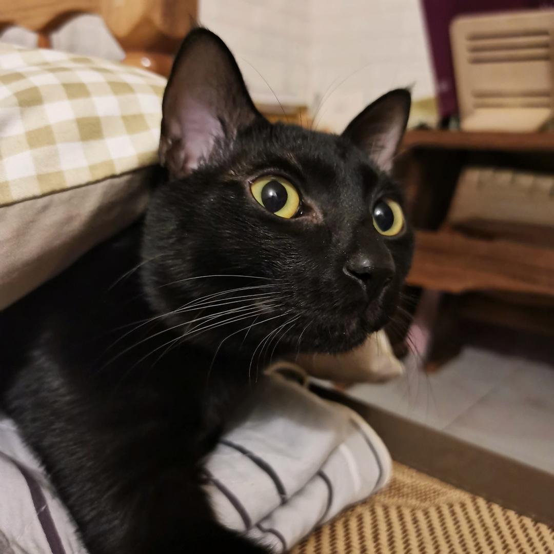 被猫养