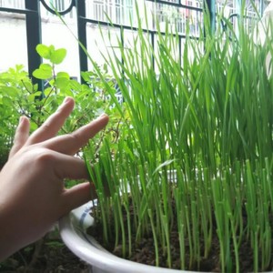 清爽小麦草汁 附小麦草土培种植方法 的做法步骤图 婷子不是亭子啊啦 下厨房 清爽小麦草汁 附小麦草土培种植方法 的做法步骤图 婷子不是亭子啊啦 下厨房