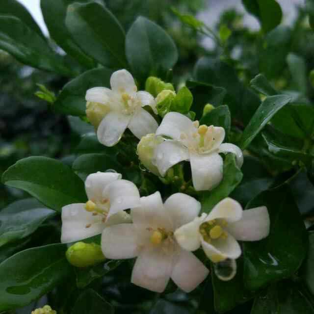 湾婉