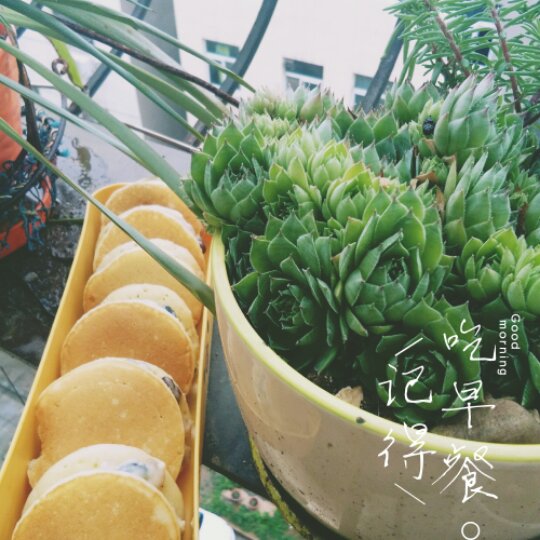 加厚奶酪松饼