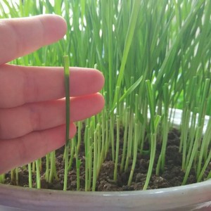 清爽小麦草汁 附小麦草土培种植方法 的做法步骤图 婷子不是亭子啊啦 下厨房 清爽小麦草汁 附小麦草土培种植方法 的做法步骤图 婷子不是亭子啊啦 下厨房