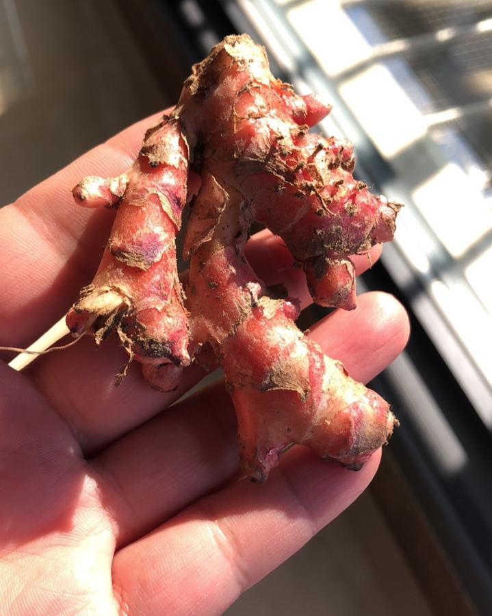 暖宫,暖胃.当地人也叫月子姜.