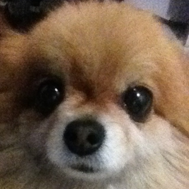 自制狗狗晚餐（三）