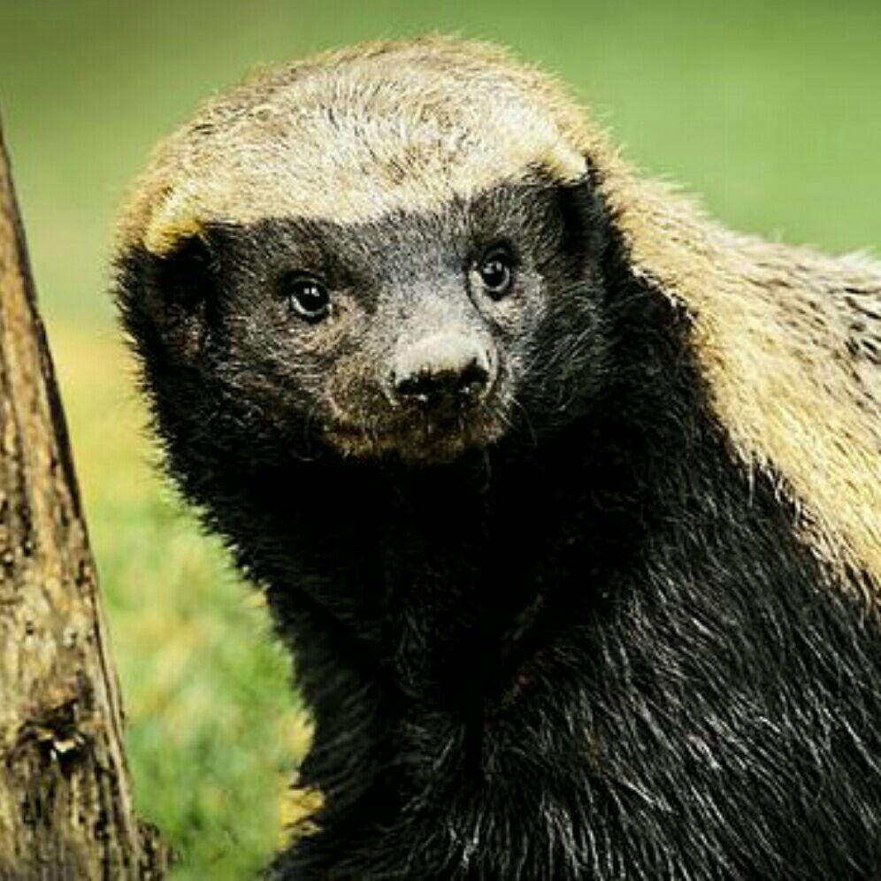 来世我要做一只蜜獾