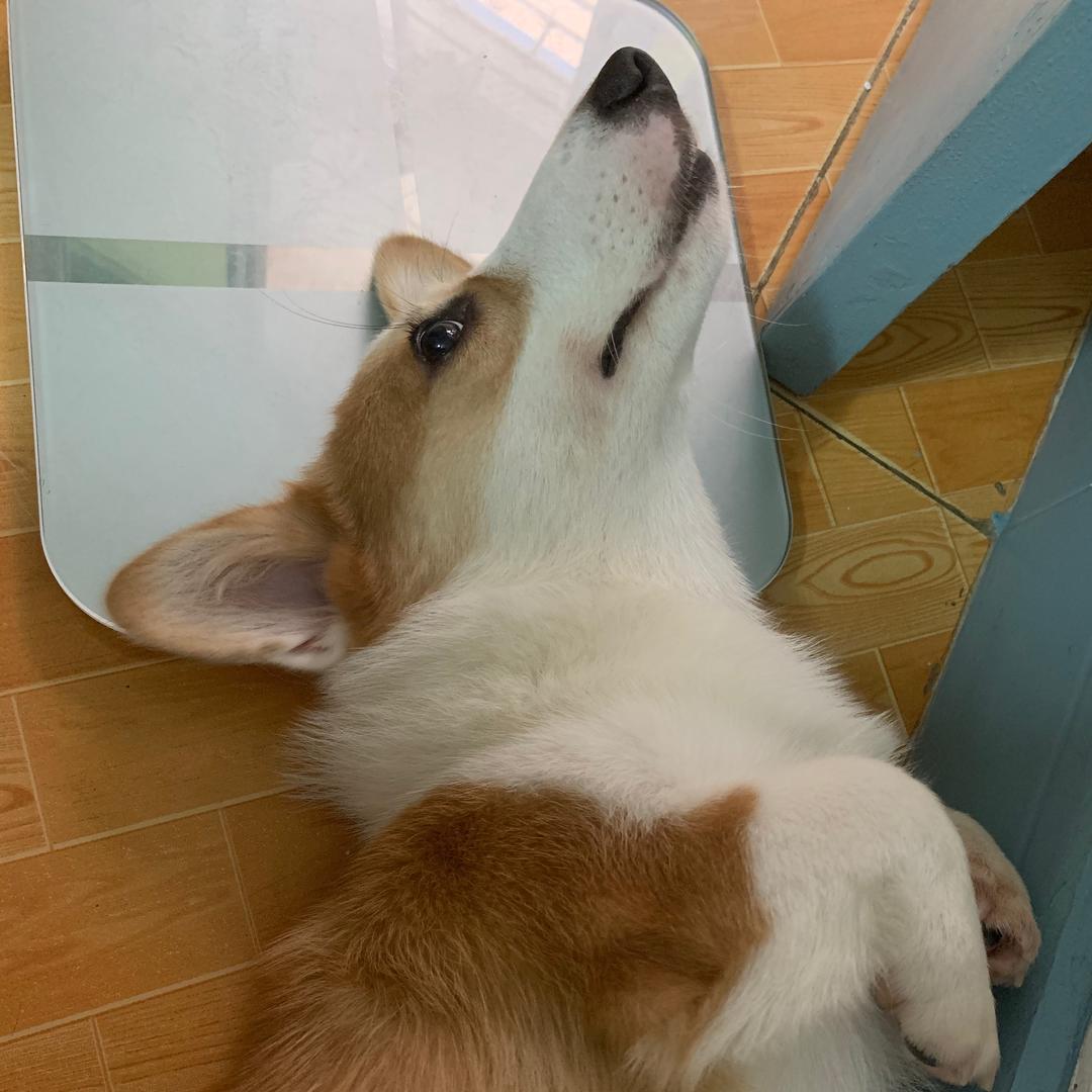 吃肉肉减肉肉呀