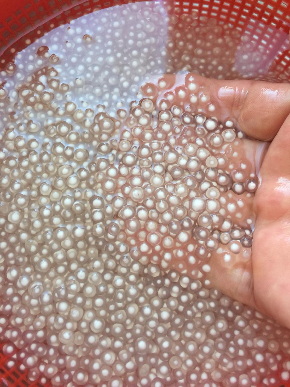 西米这么煮