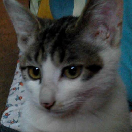 小米子001的厨房