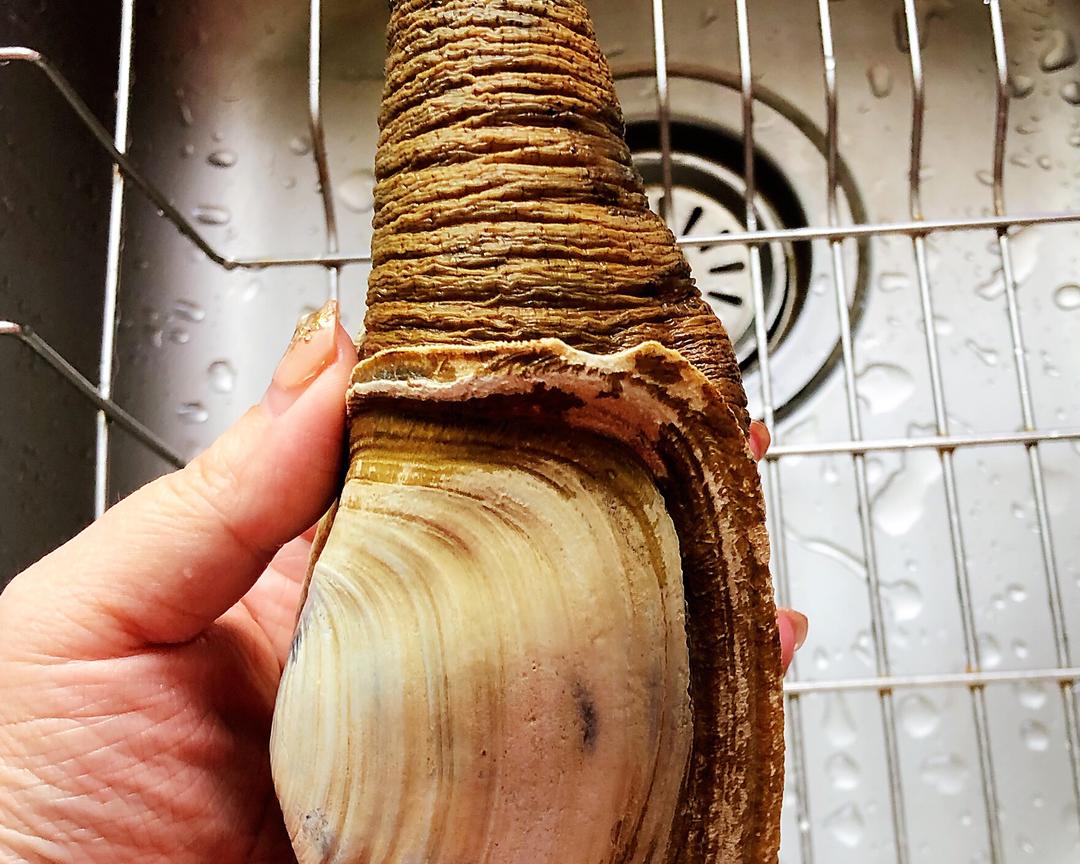 简易象拔蚌处理方法