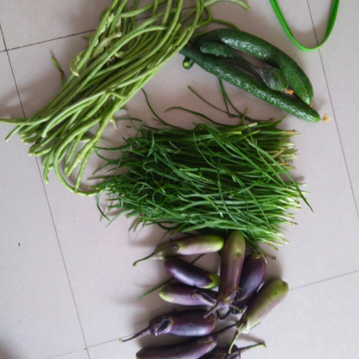 我的菜地，我的菜