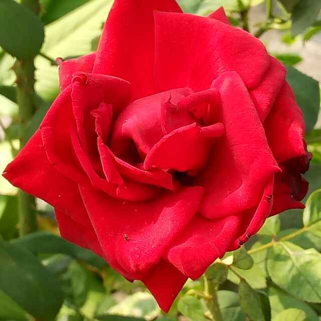 莲心的楼顶花园