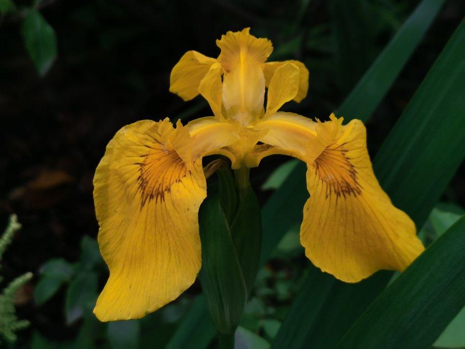 南瓜发糕---零失败超级容易上手