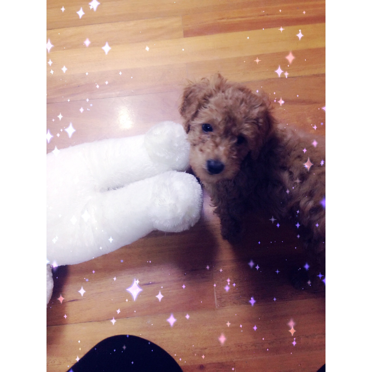 叼爷小萌萌的点点滴滴