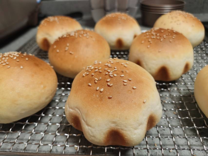 汉堡胚（波兰种）