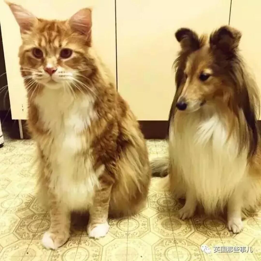 天才鸭