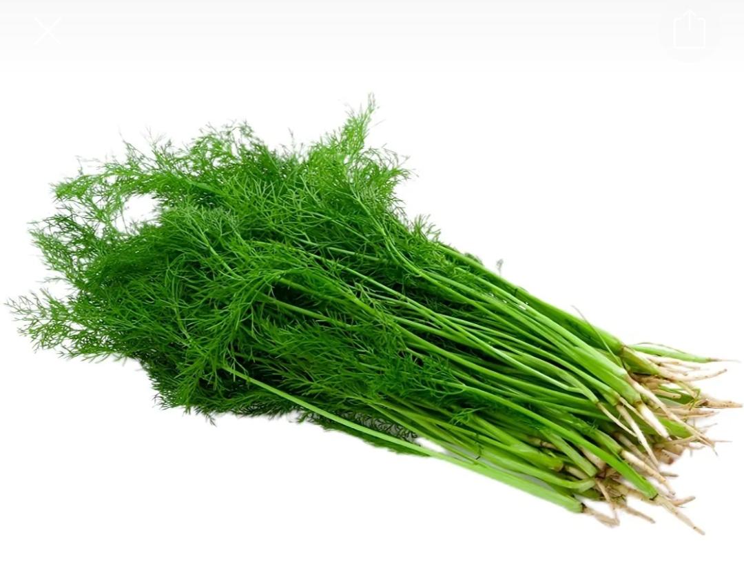 81 消耗小茴香能做的美食集锦新鲜小茴香菜