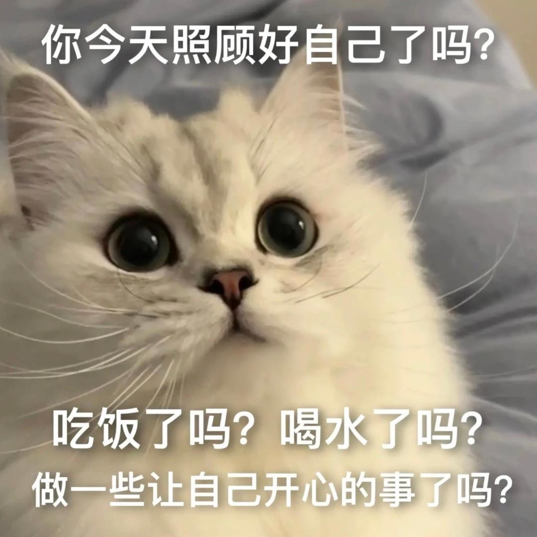 咪嗷嗷嗷喵