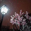 集齐100个菜召唤神龙