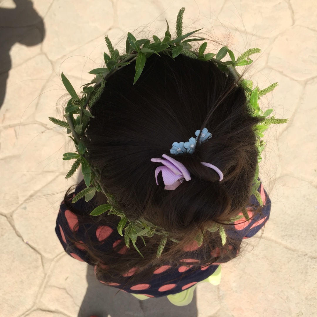 灰色鼠尾草