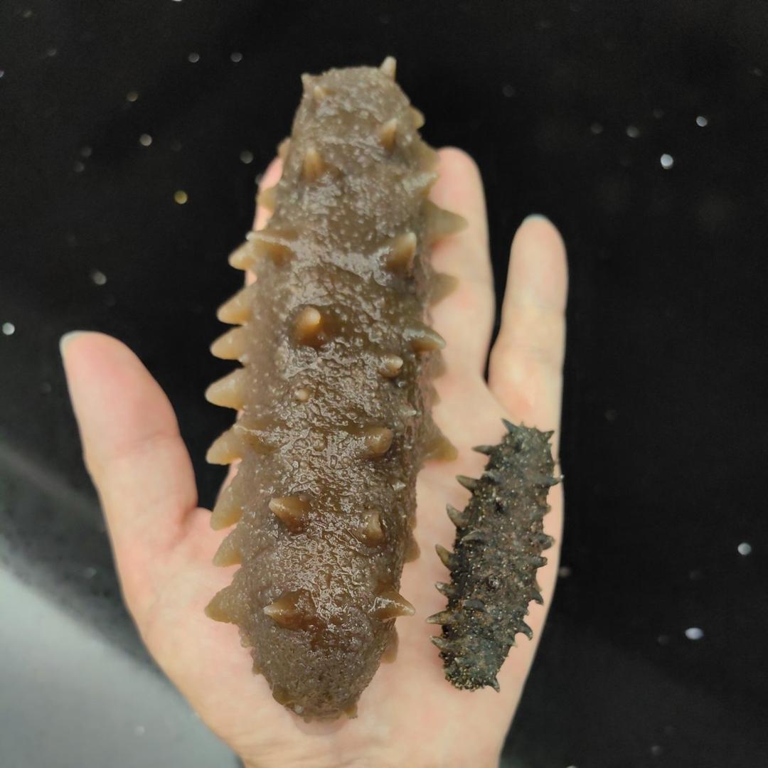 教你最正确好用的「海参泡发方法」