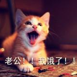 李大胖的手康大胖的胃