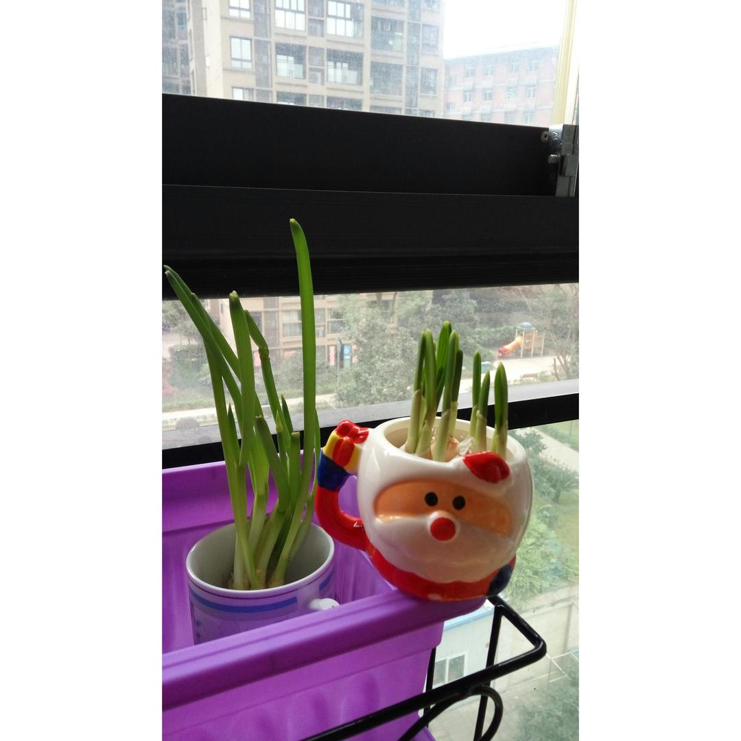 自种蒜苗