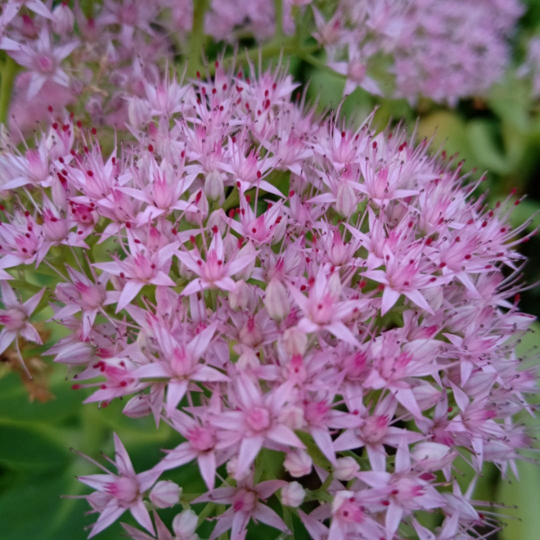 第六种心灵守侯