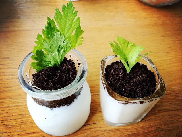 美丽心情玥儿做的盆栽酸奶