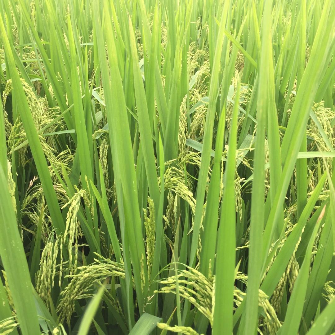 都都来了