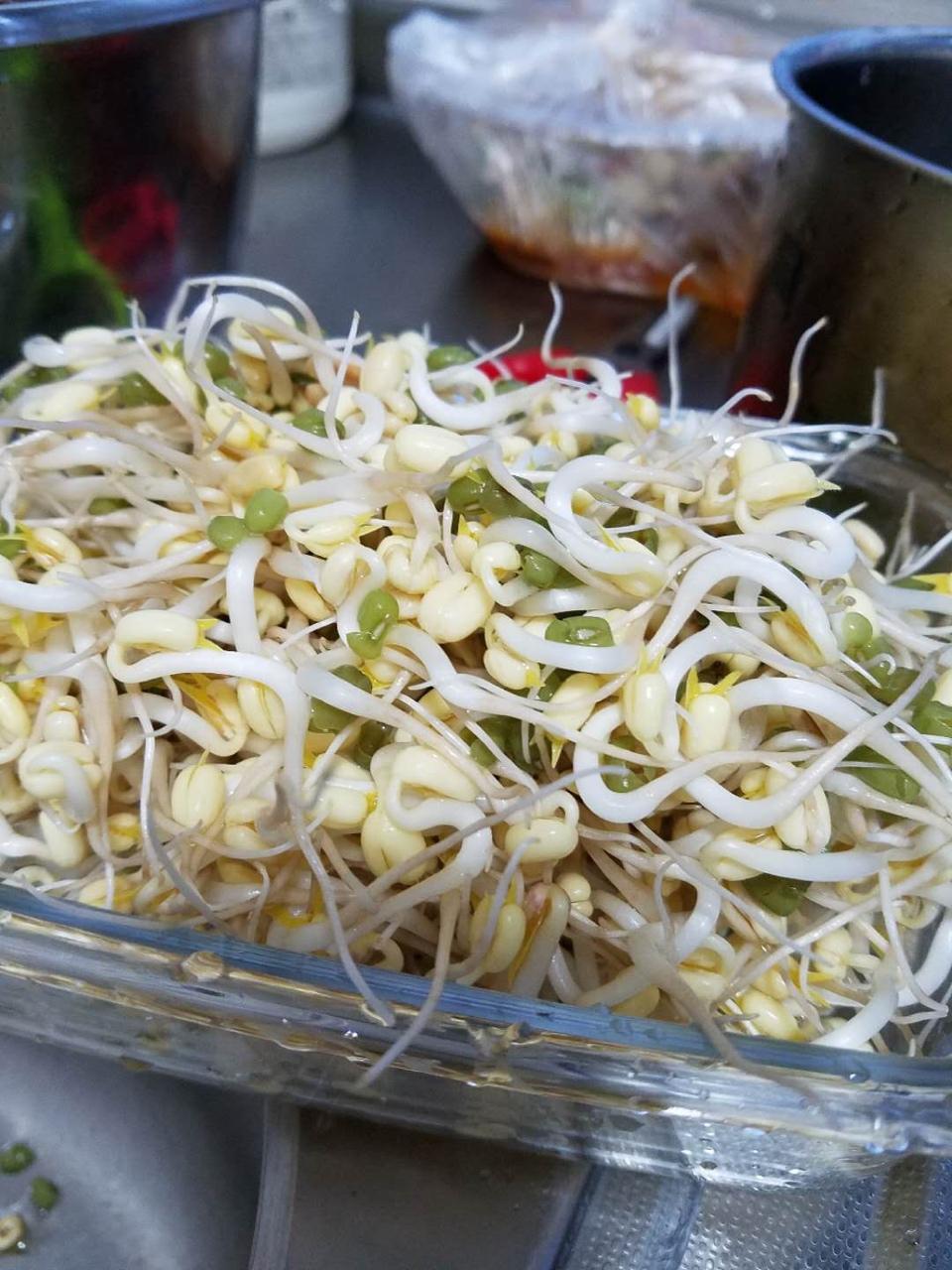 自发豆芽（可乐瓶发豆芽0失败！）