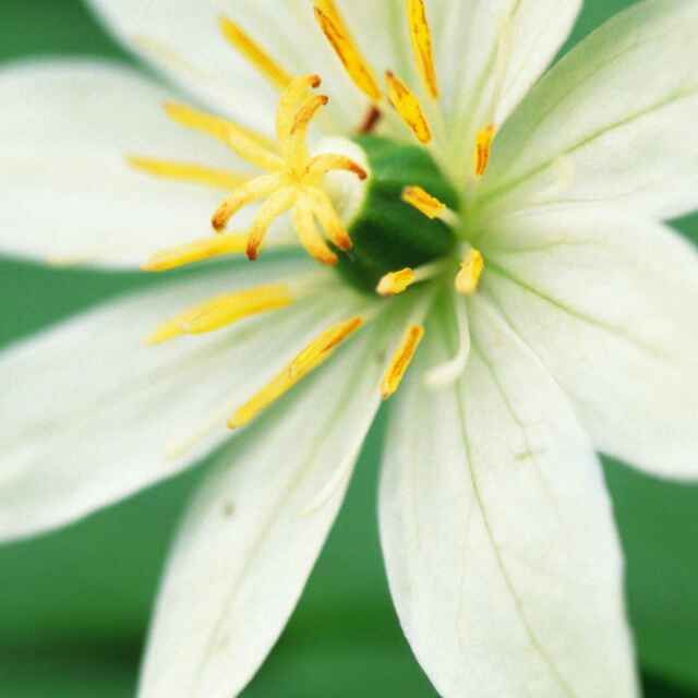 春风十里不如你-520