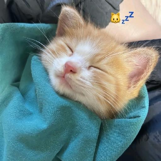 猫枕书