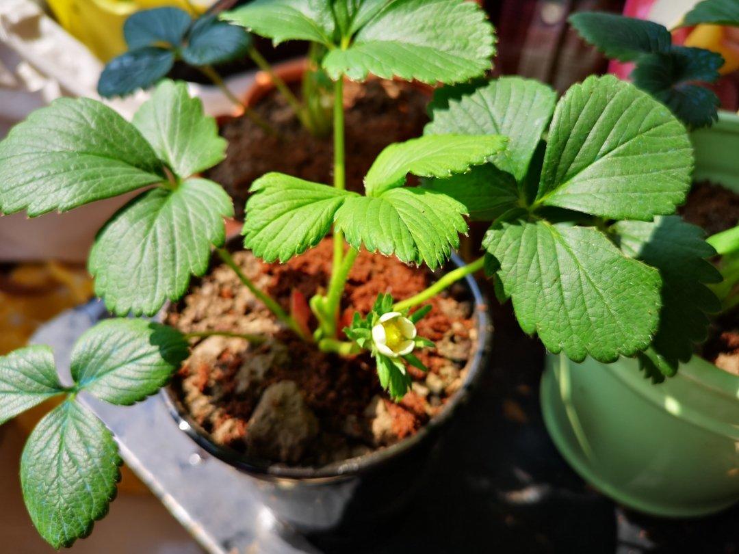 好要的辅食情节