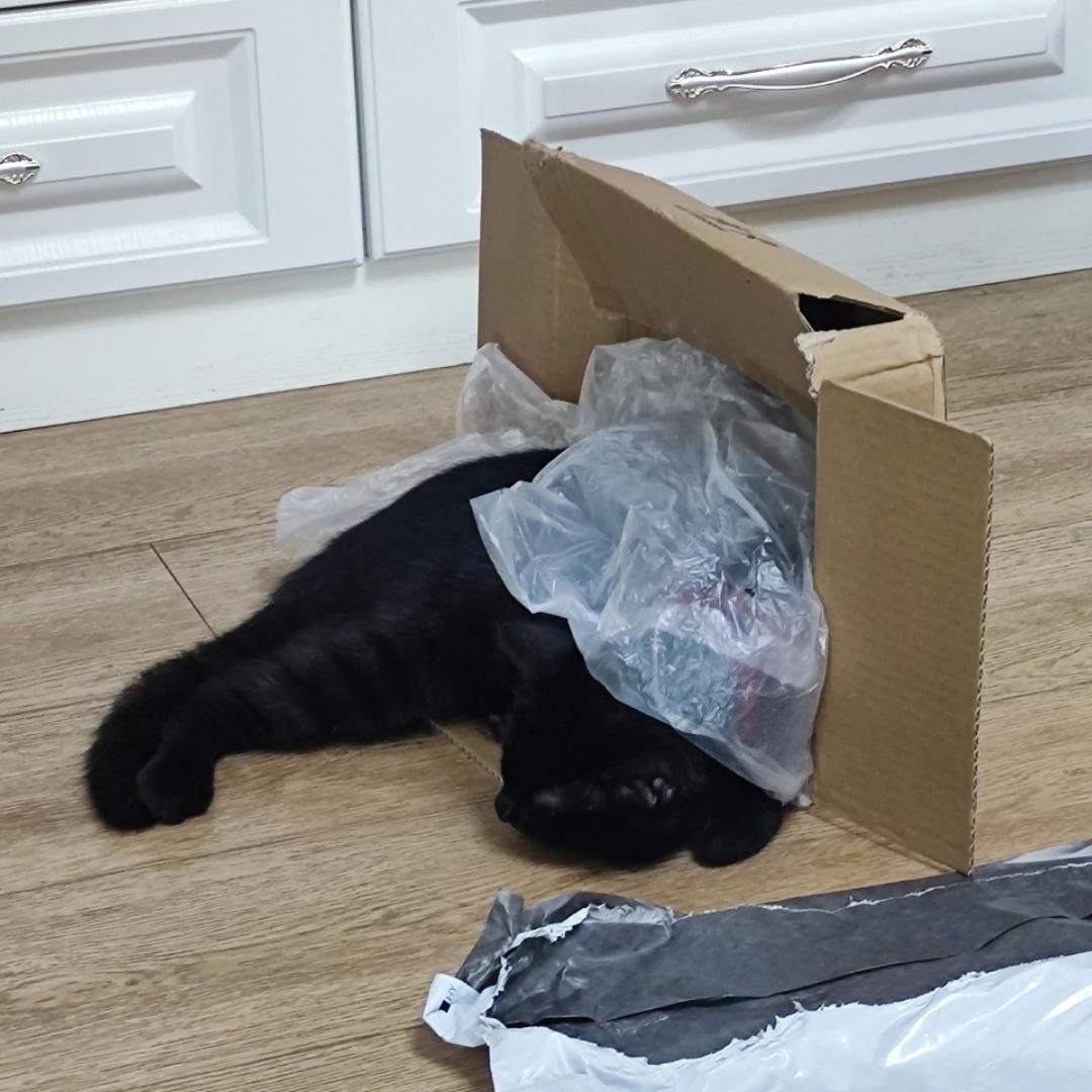 猫120