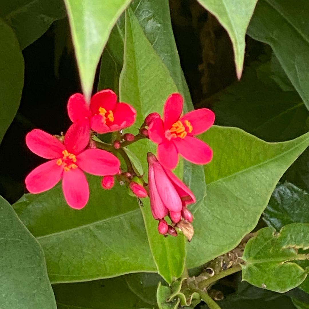 生命粮
