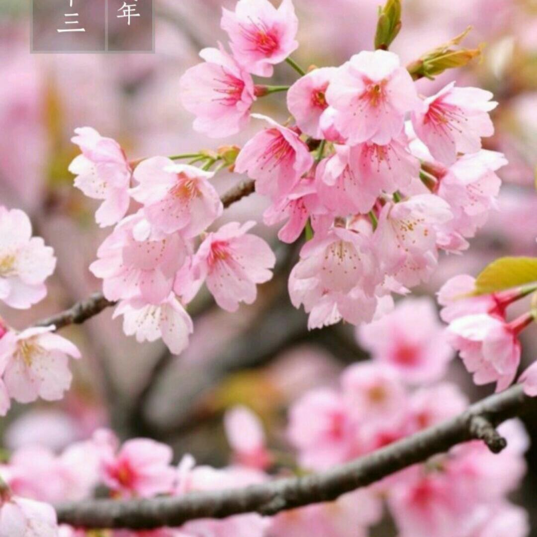 蒋7751