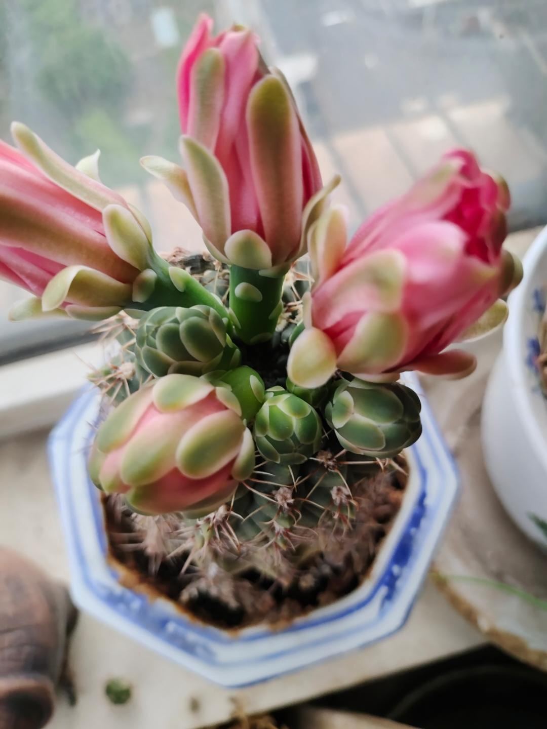 阳光明朗