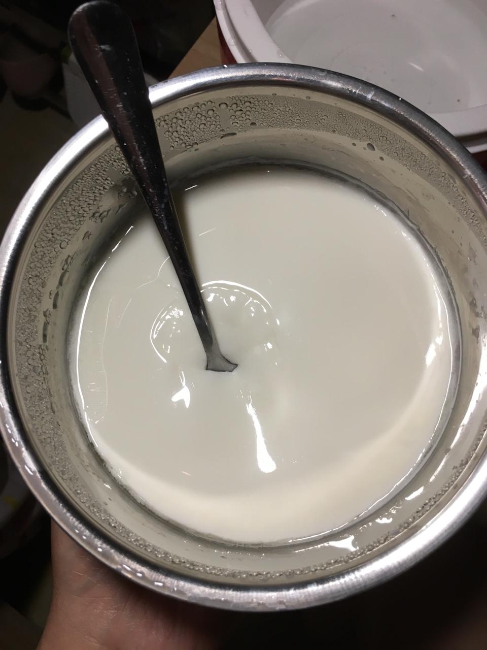 自制老酸奶