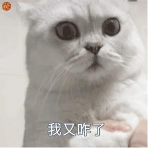 肉肉的肉圆