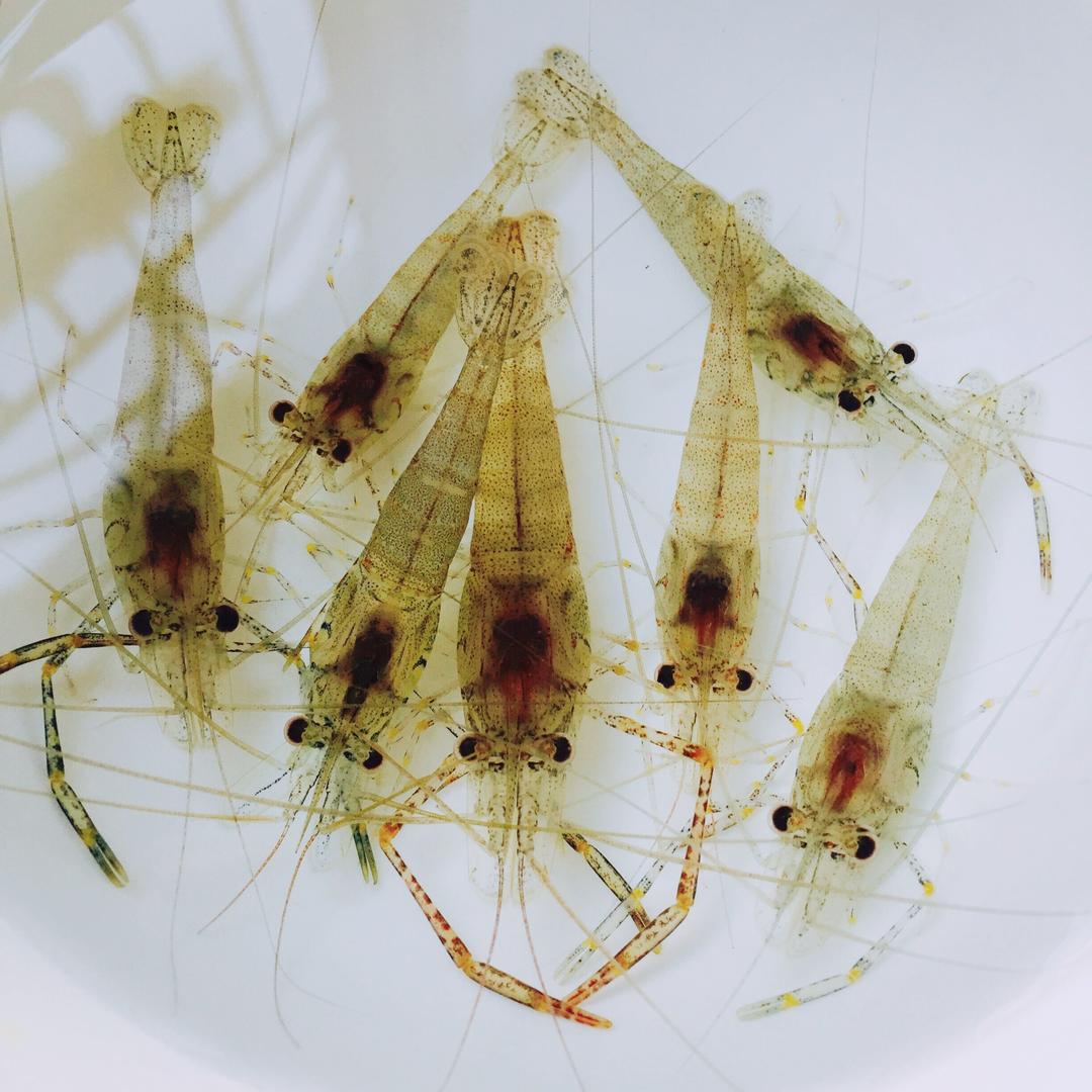 一只熊的干饭日记做的小河虾