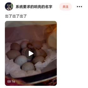 【电饭煲孵小鸡】